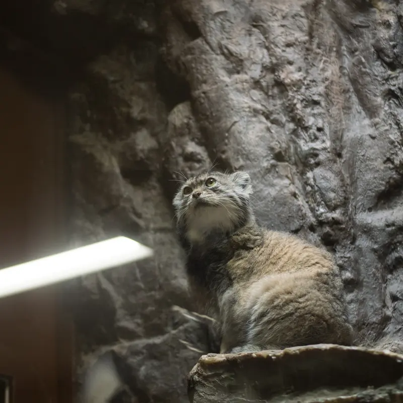 Фотография Примулы в Зоопарке Уено