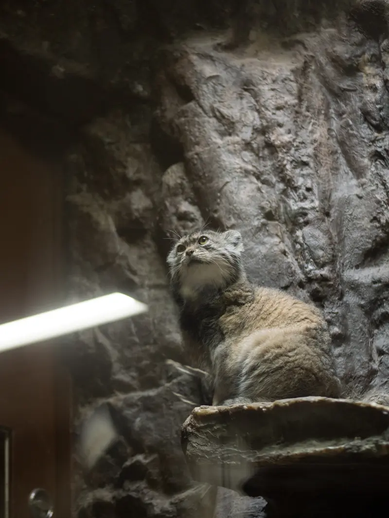 Фотография Примулы в Зоопарке Уено