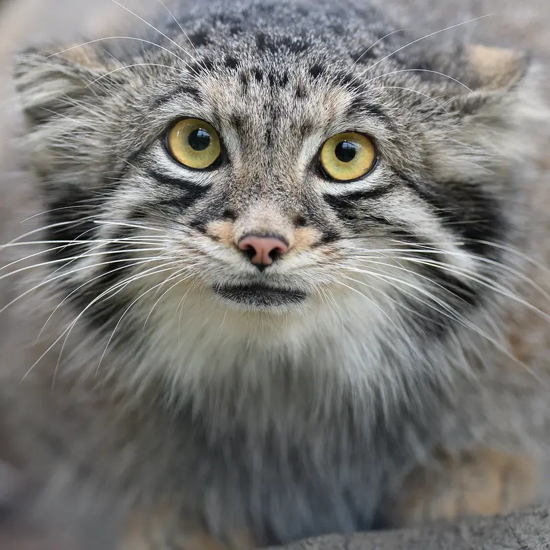 Фотография Ото в Царстве Животных Кобе