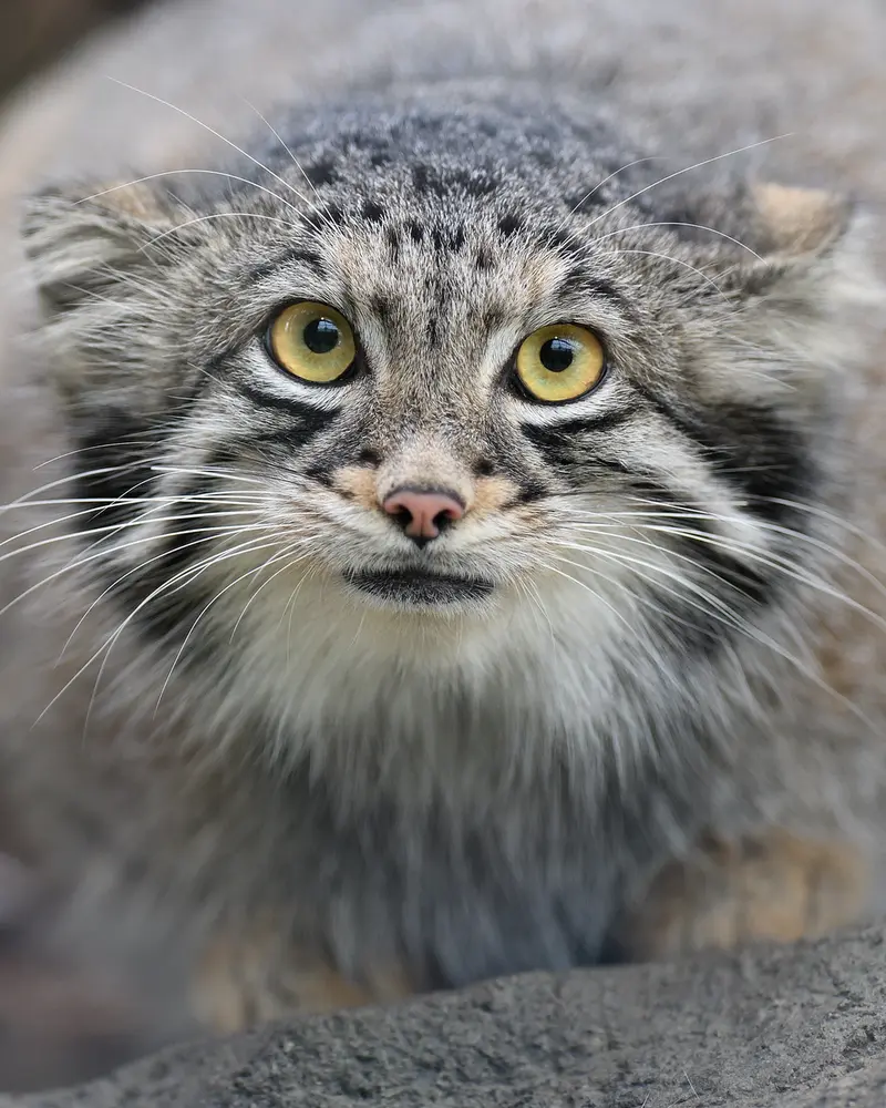 Фотография Ото в Зоопарке Кобе Оджи