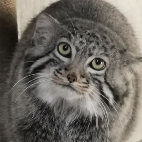 Фотография Сунь Даньян в Зоопарке дикой природы Цинхай-Тибетского нагорья