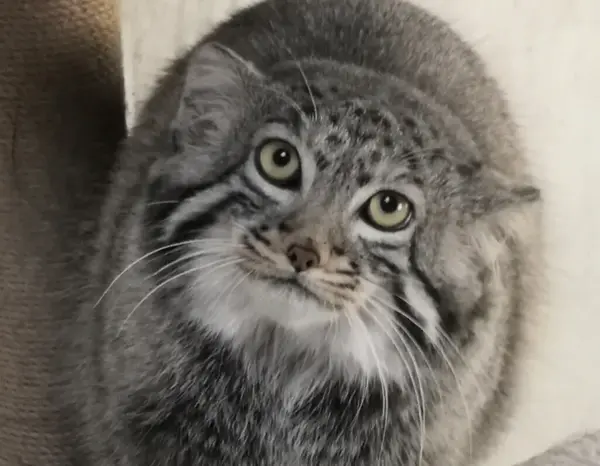 Фотография Сунь Даньян в Зоопарке дикой природы Цинхай-Тибетского нагорья