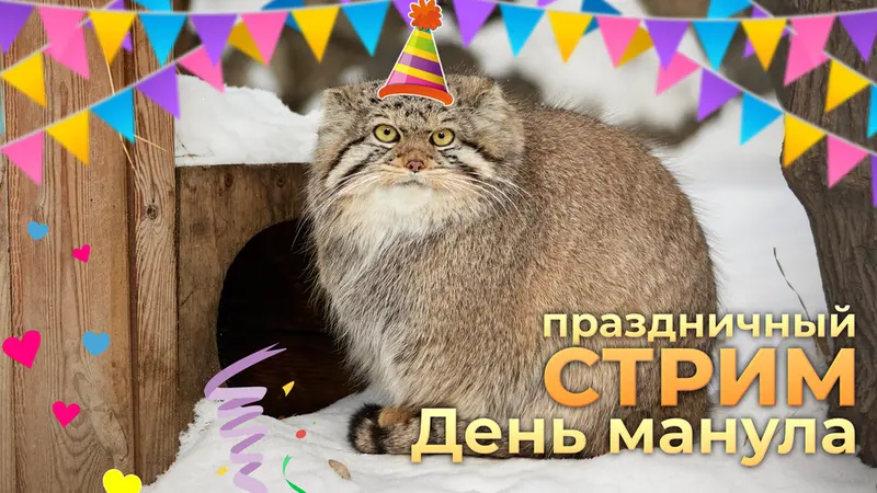 Результаты розыгрыша на стриме на День манула