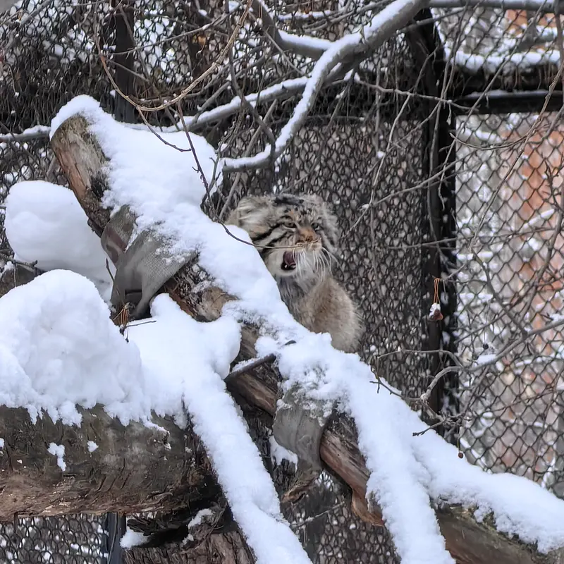 Фотография Ачи в Новосибирском Зоопарке