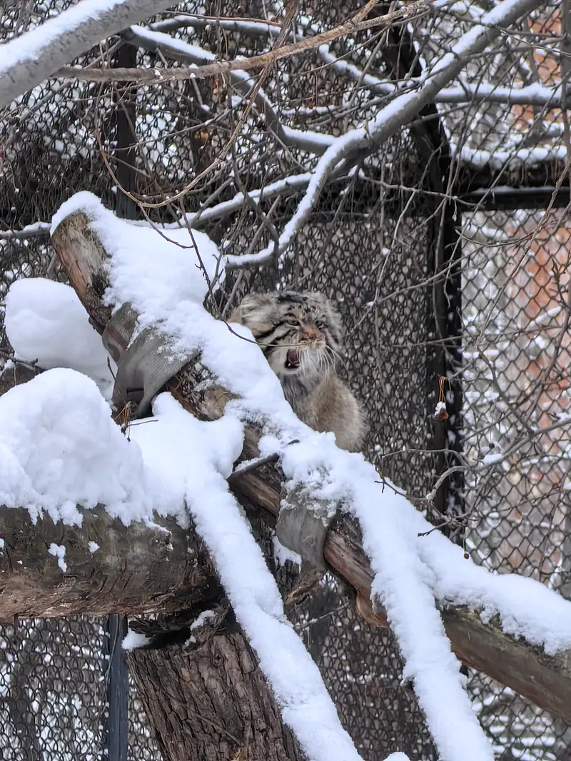 Фотография Ачи в Новосибирском Зоопарке