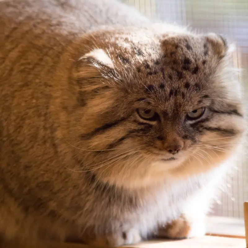 Фотография Лотоса в Детском зоопарке Сайтама