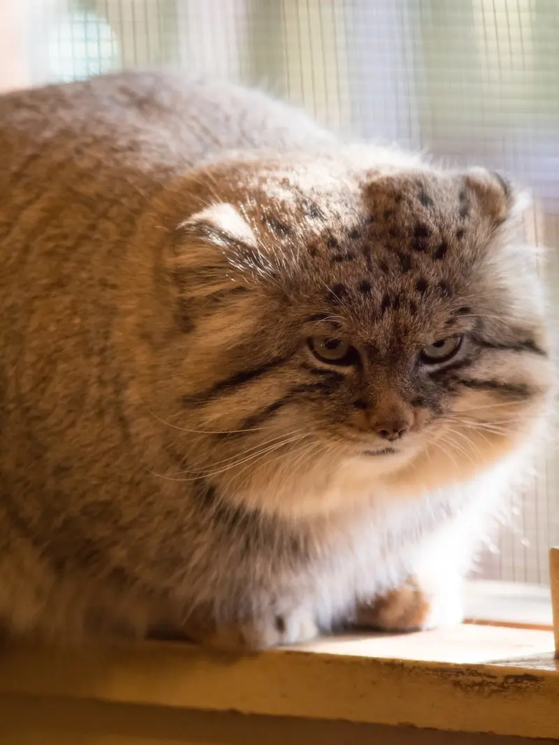 Фотография Лотоса в Детском зоопарке Сайтама