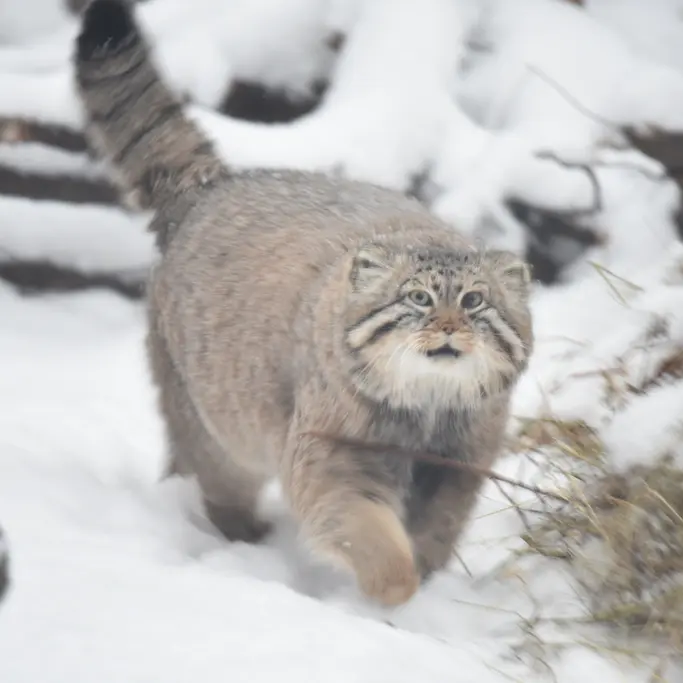 Фотография с манулом в Новосибирском Зоопарке