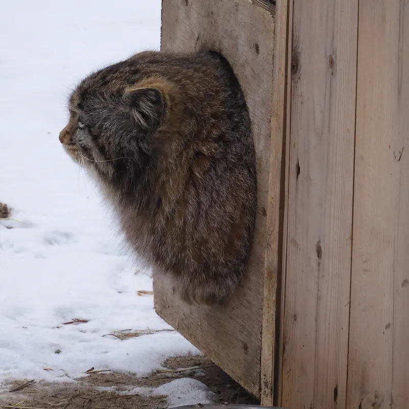 Фотография Серого в Новосибирском Зоопарке