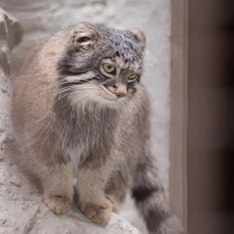 Фотография Фиги в Зоопарке Ногеяме
