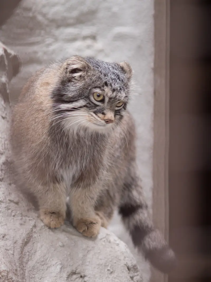 Фотография Фиги в Зоопарке Ногеяме