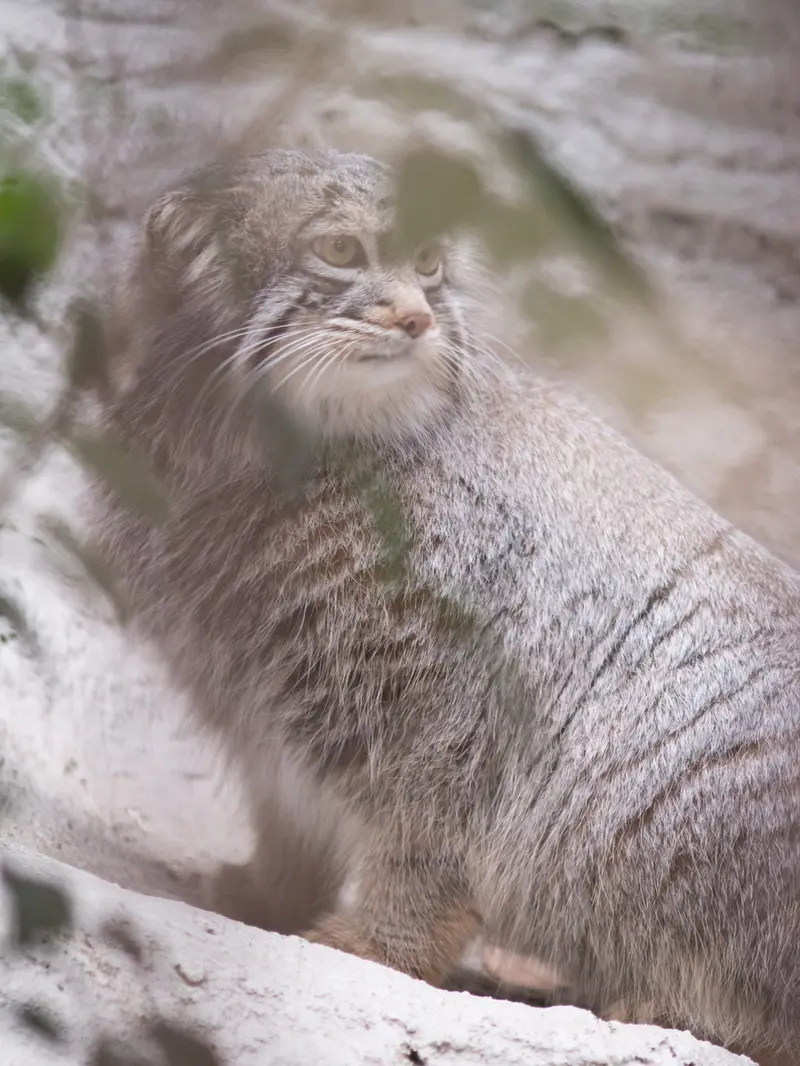 Фотография Фиги в Зоопарке Ногеяме