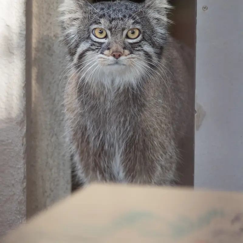 Фотография Фиги в Зоопарке Ногеяме