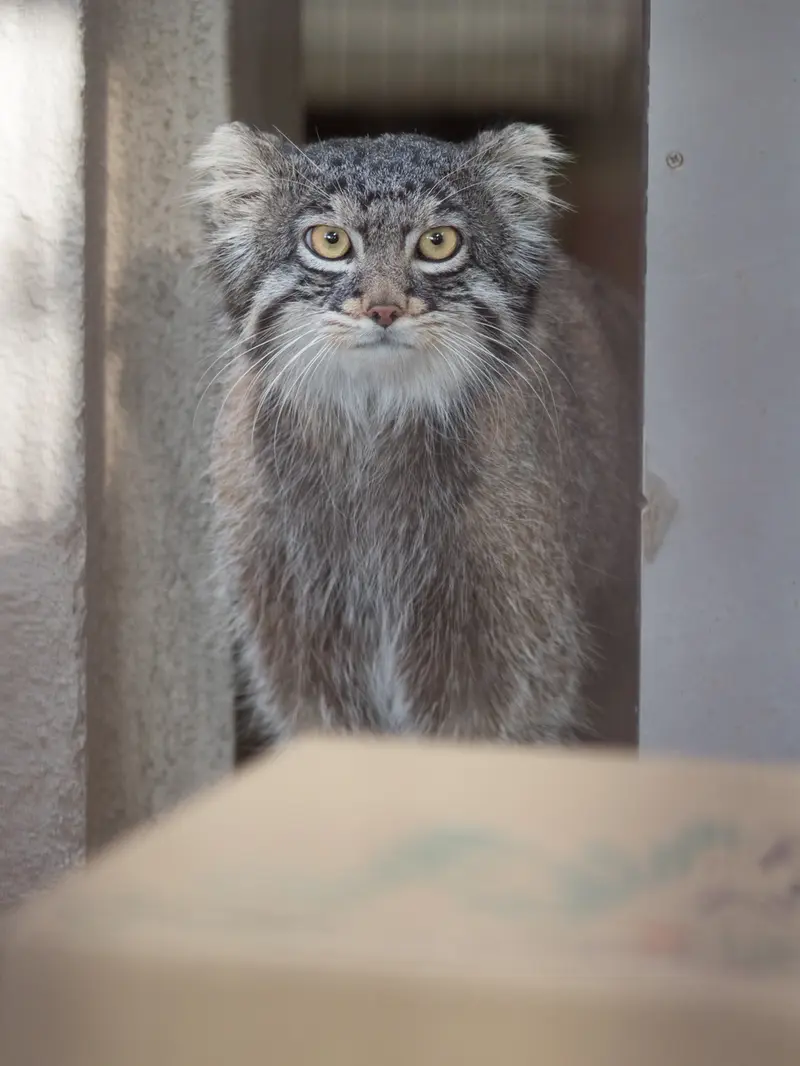 Фотография Фиги в Зоопарке Ногеяме