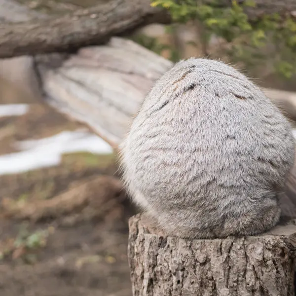 Фотография Нагому в Царстве Животных Насу