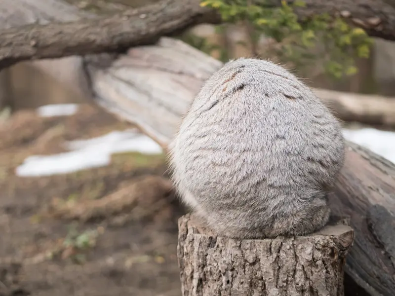 Фотография Нагому в Царстве Животных Насу