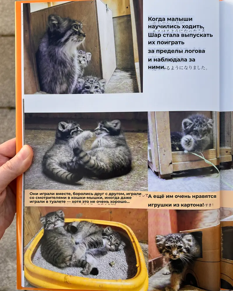 Фотография с манулом