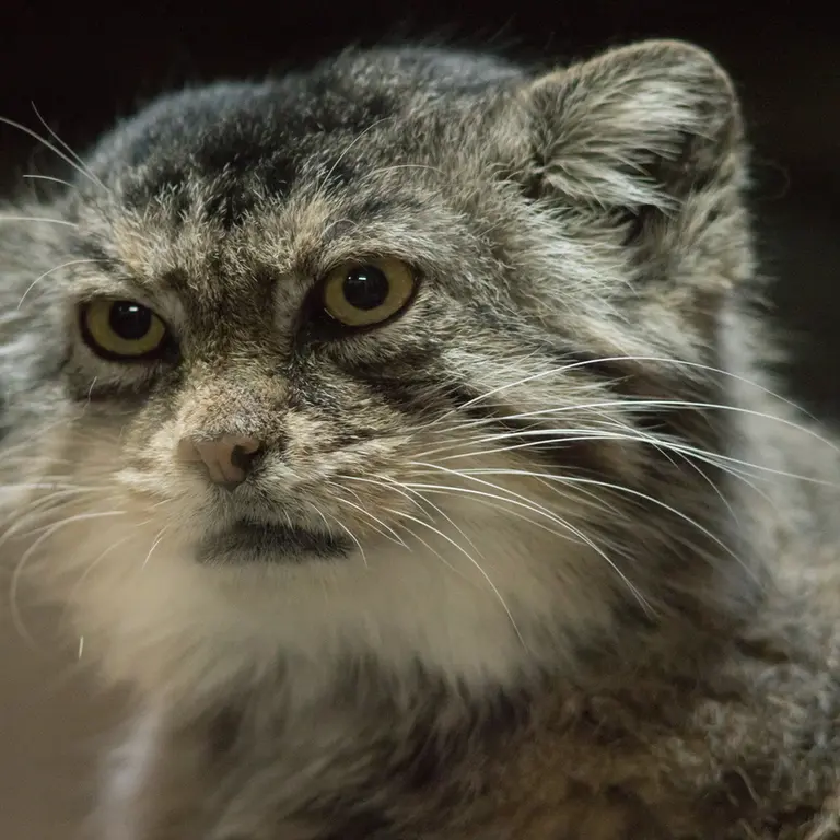 Фотография Примулы в Зоопарке Уено