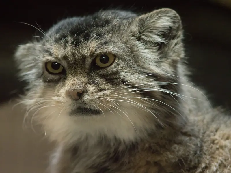 Фотография Примулы в Зоопарке Уено
