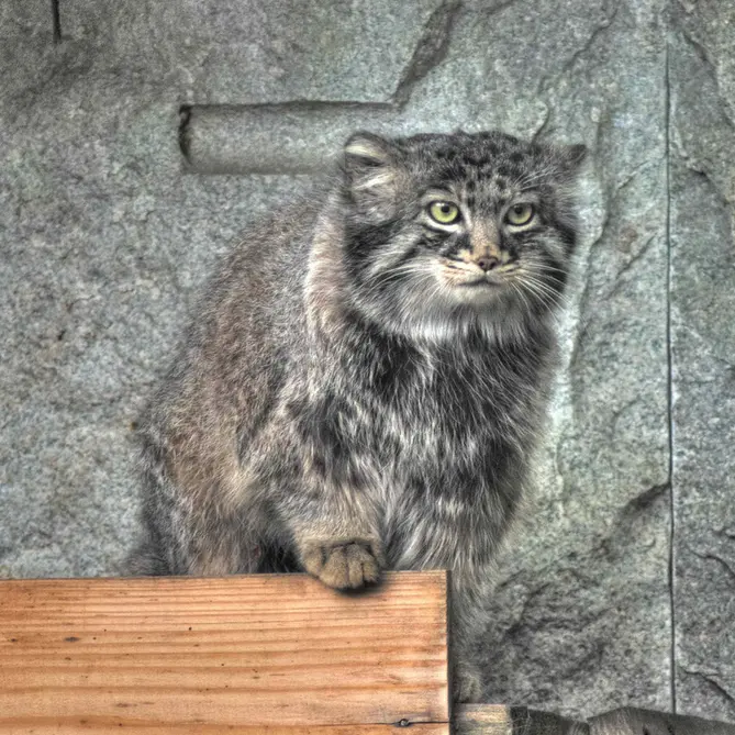 Фотография Дарлая в Московском Зоопарке