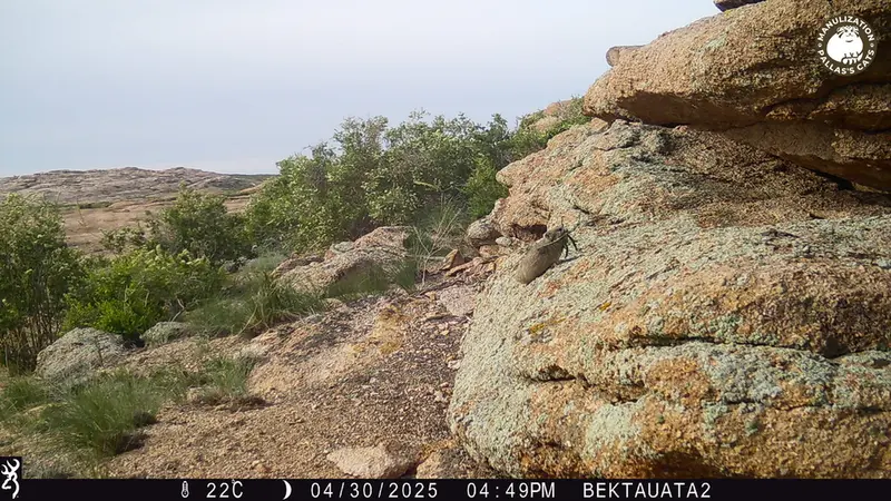 Фотография Казахскаи Пищухи с фотоловушки Бектауата 2