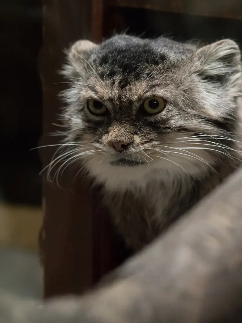 Фотография Примулы в Зоопарке Уено