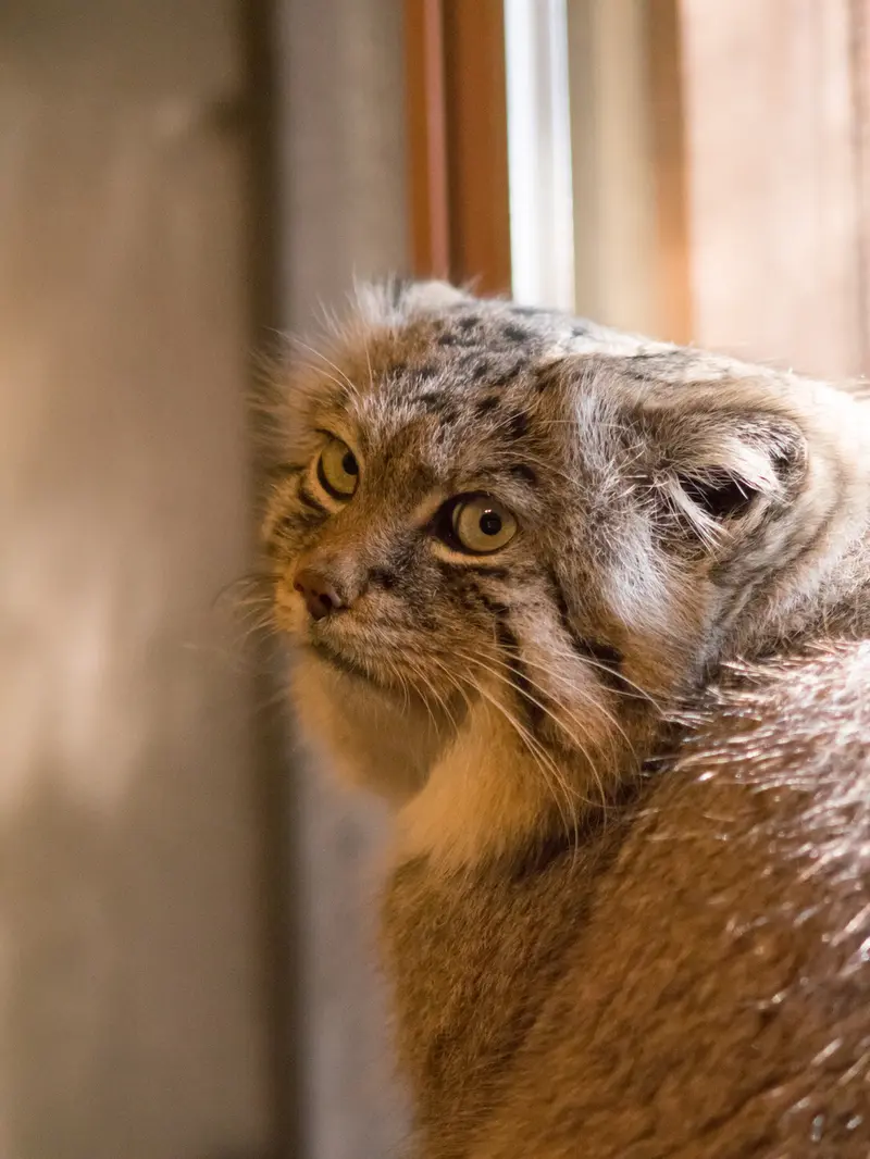 Фотография Лотоса в Детском зоопарке Сайтама