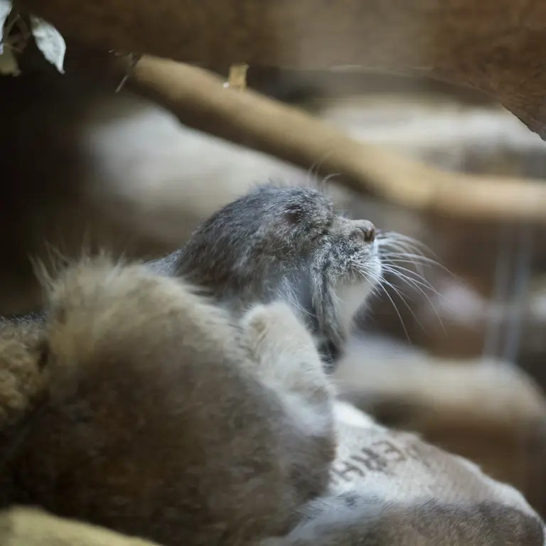 Фотография Клёна в Зоопарке Уено