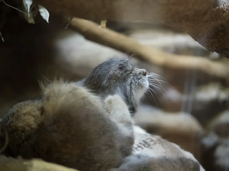 Фотография Клёна в Зоопарке Уено