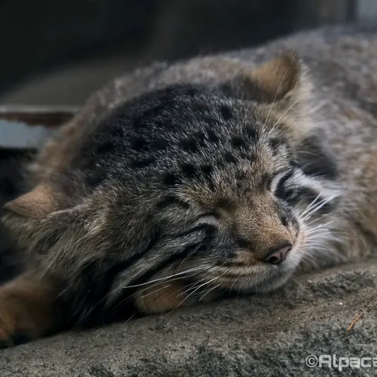 Фотография Нагому в Царстве Животных Кобе