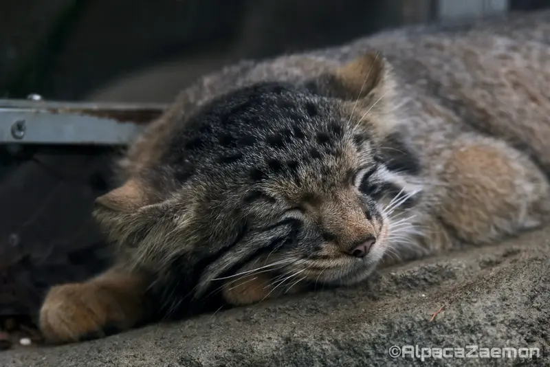 Фотография Нагому в Царстве Животных Кобе