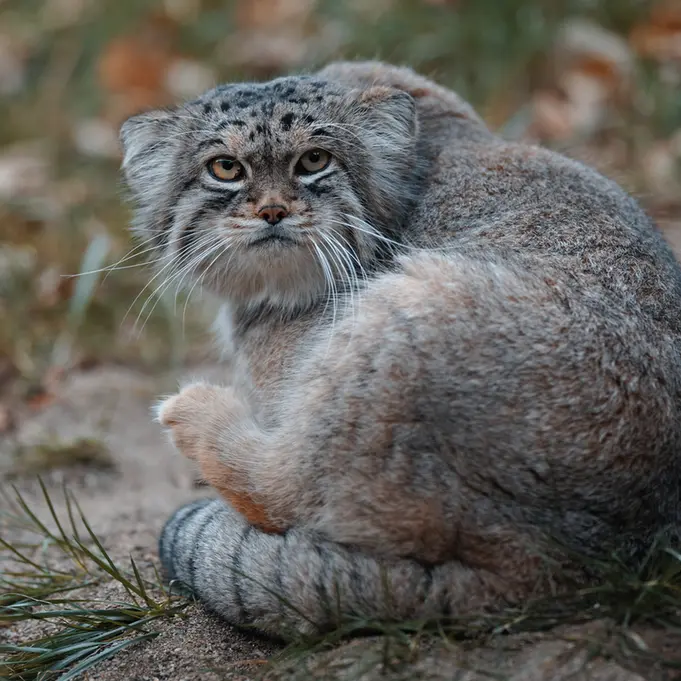 Фотография Льва в Царстве Животных Насу