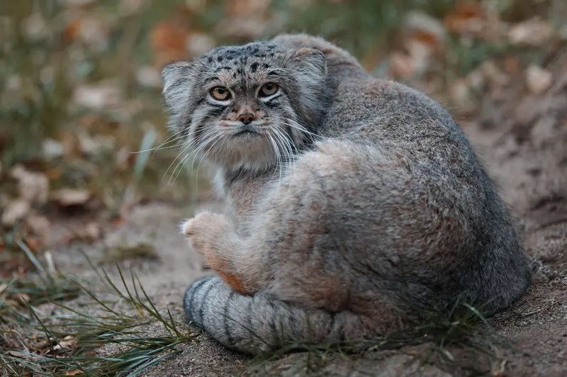 Фотография Льва в Царстве Животных Насу