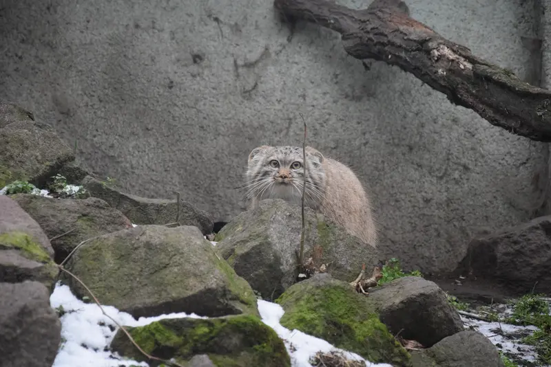 Фотография Люси в Будапештском Зоопарке