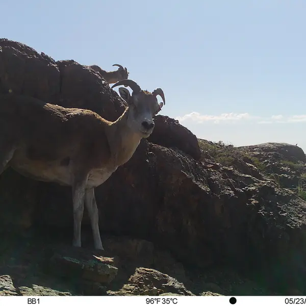 Фотография Аргали с фотоловушки Актас-Кункора