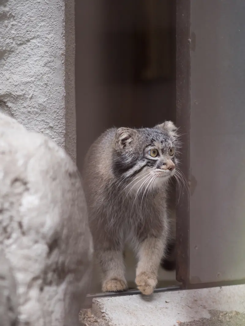 Фотография Фиги в Зоопарке Ногеяме