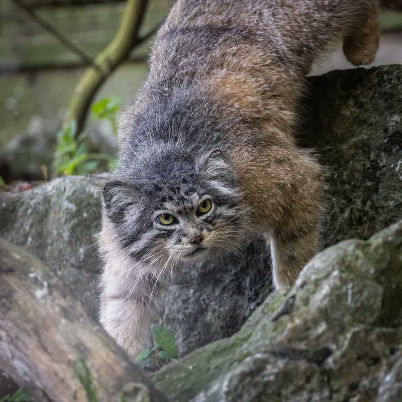 Фотография Кулки в Зоопарке Бэнхэм