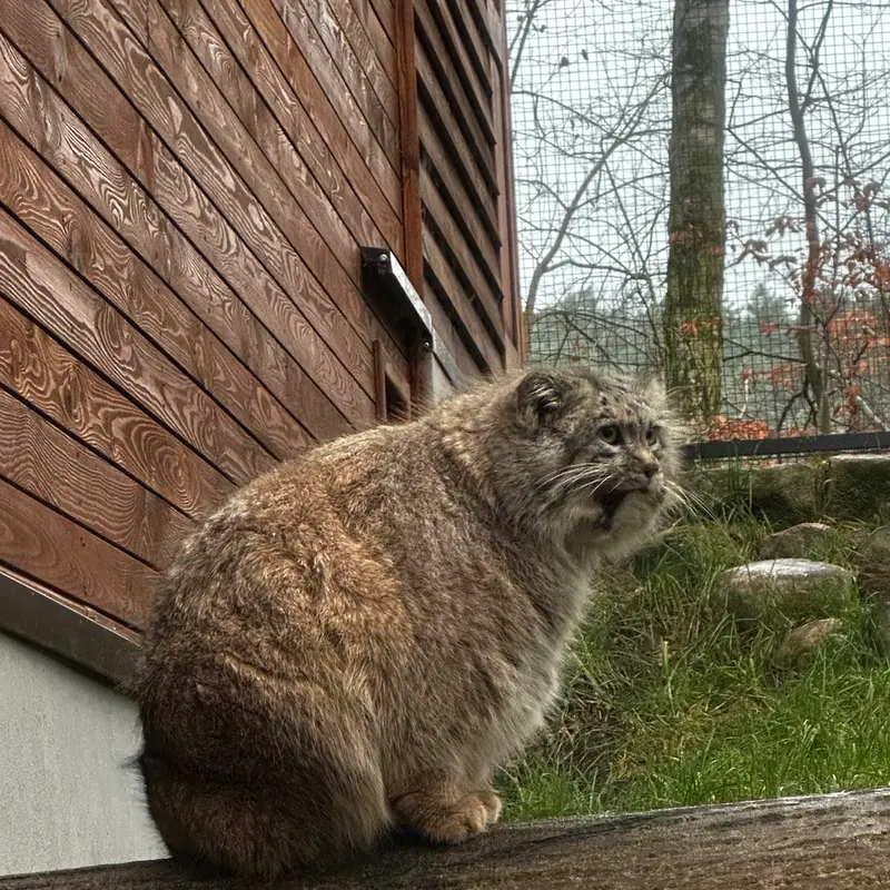 Фотография с манулом в Гданском Зоопарке