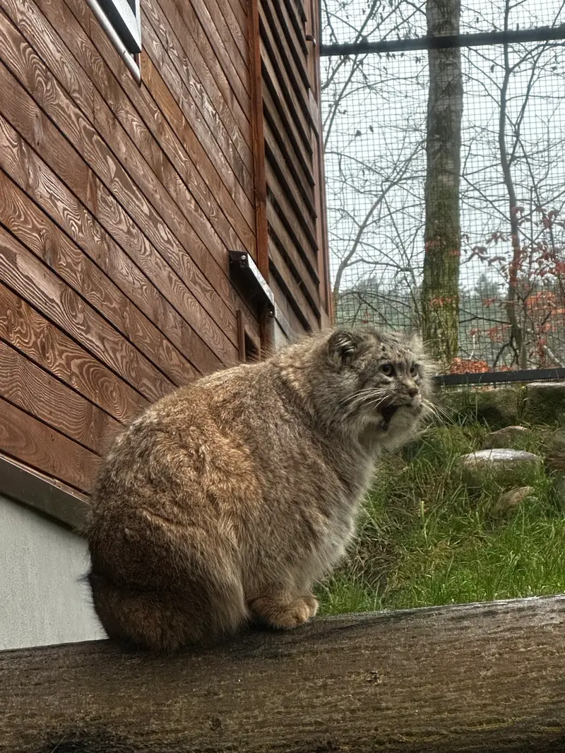 Фотография с манулом в Гданском Зоопарке
