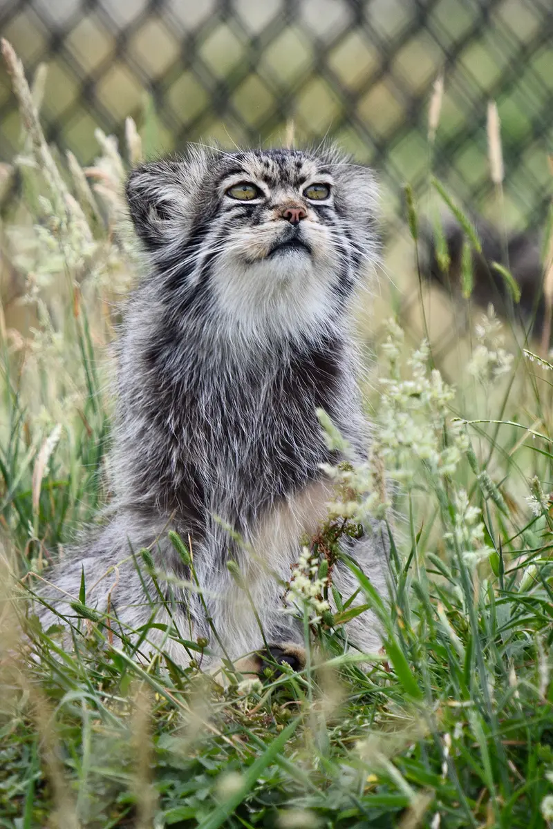 Фотография Атлана в Парке диких животных Порт-Лимпн