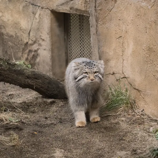 Фотография Нагому в Царстве Животных Насу