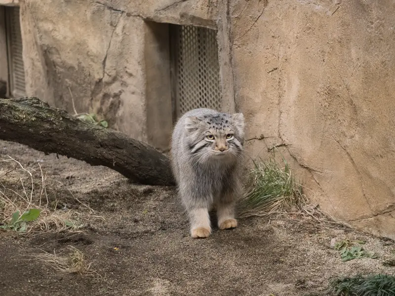 Фотография Нагому в Царстве Животных Насу
