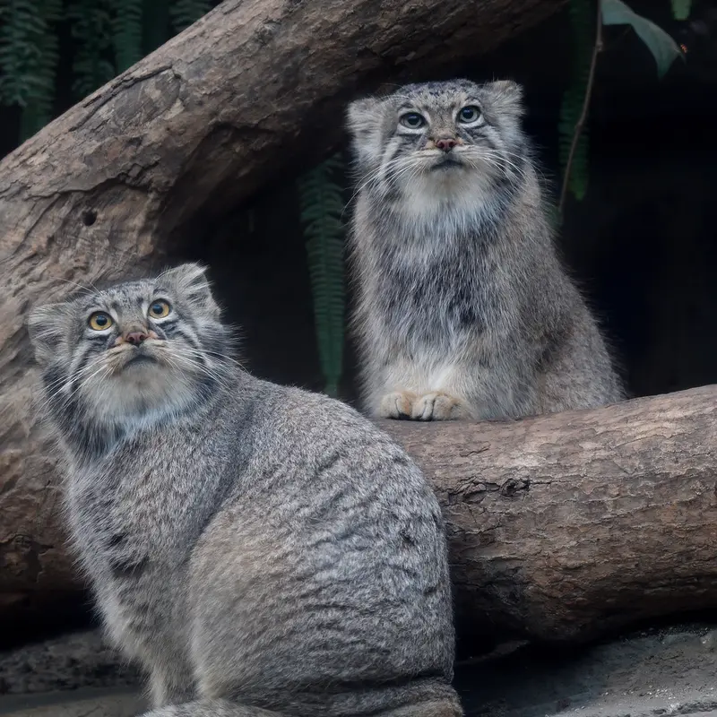 Фотография Мей в Царстве Животных Кобе