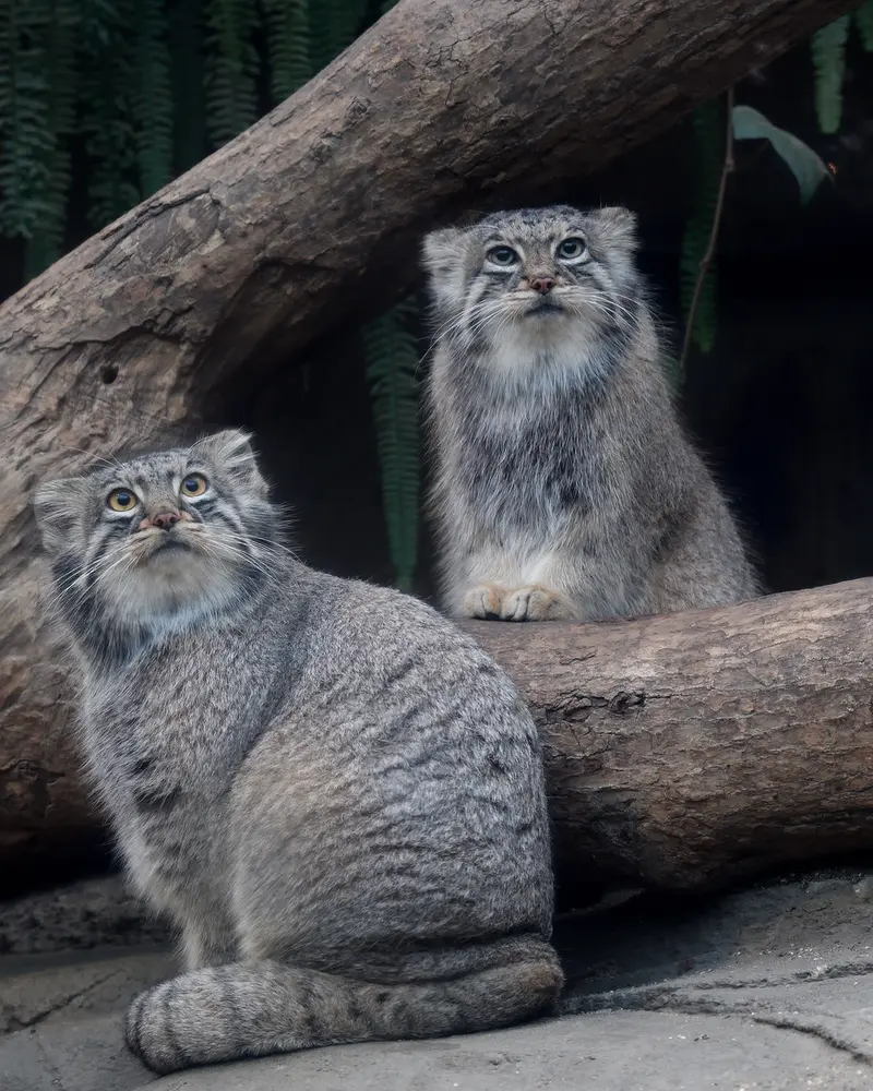 Фотография Мей в Царстве Животных Кобе