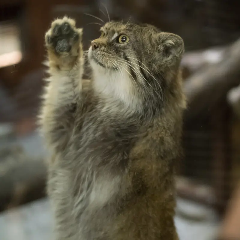 Фотография Примулы в Зоопарке Уено