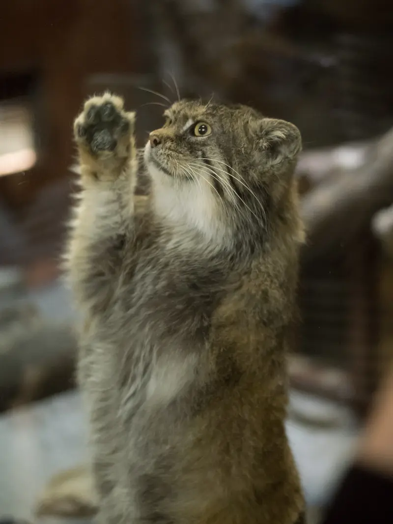 Фотография Примулы в Зоопарке Уено