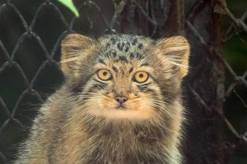 Фотография Рыжего в Новосибирском Зоопарке