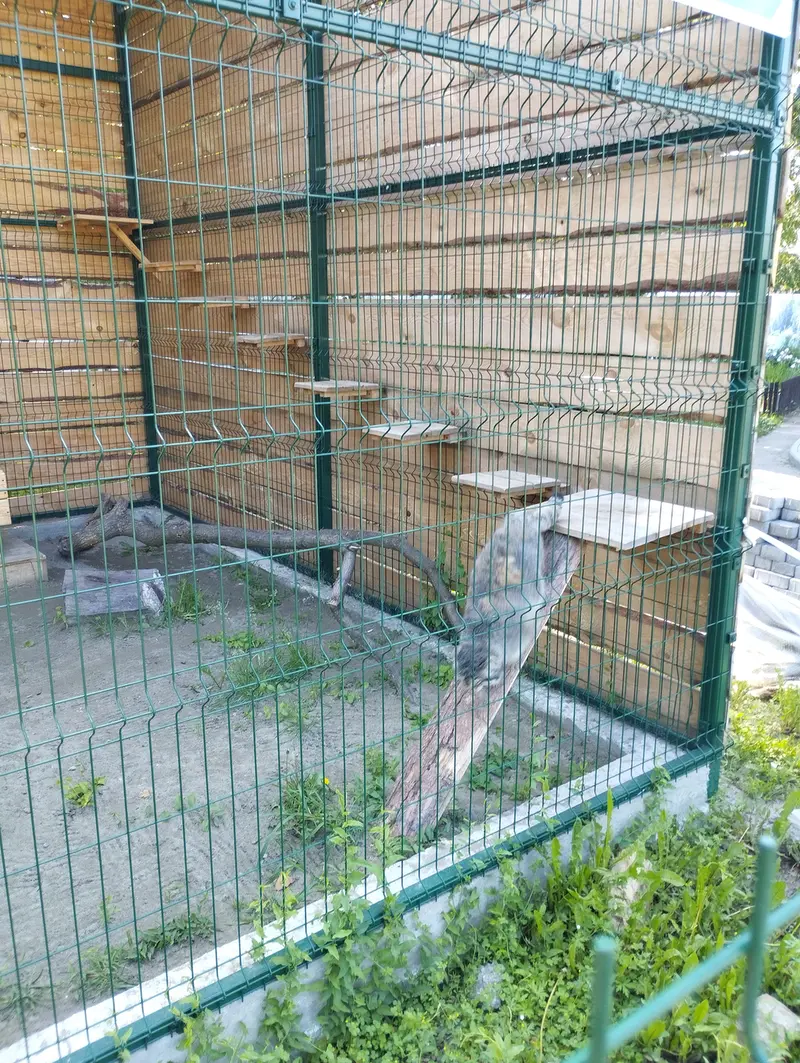 Фотография Чипа в Барнаульском Зоопарке «Лесная сказка»