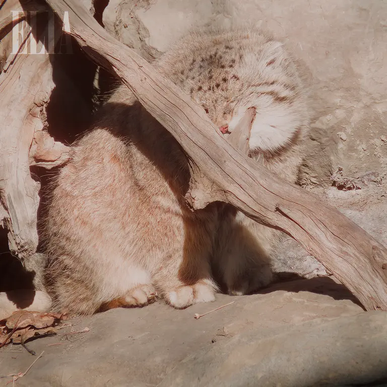 Фотография Олафа в Зоопарке Калгари / Институте Уайлдере