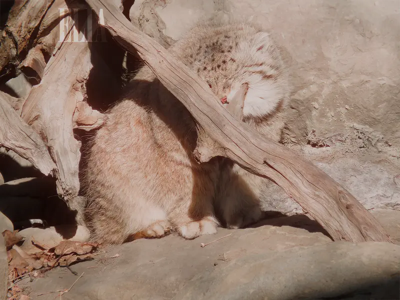 Фотография Олафа в Зоопарке Калгари / Институте Уайлдере